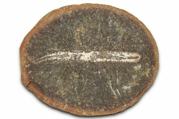Pennsylvanian Worm Fossil - Mazon Creek #325928
